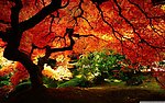 红叶树
