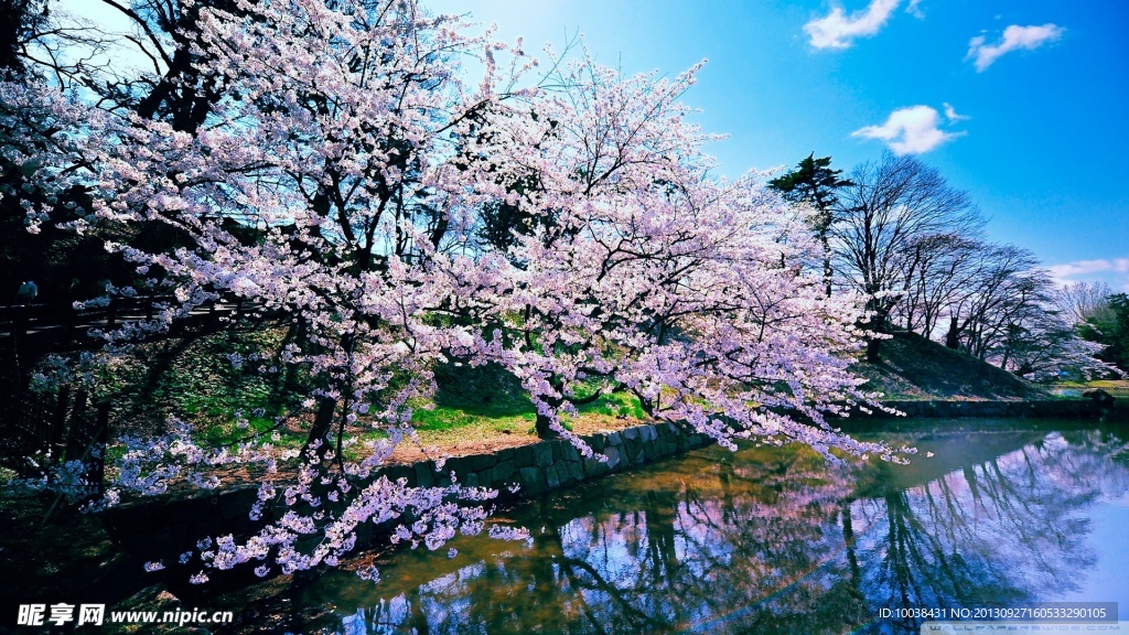 樱花