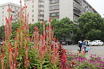 花的语言
