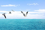 海中海鸥
