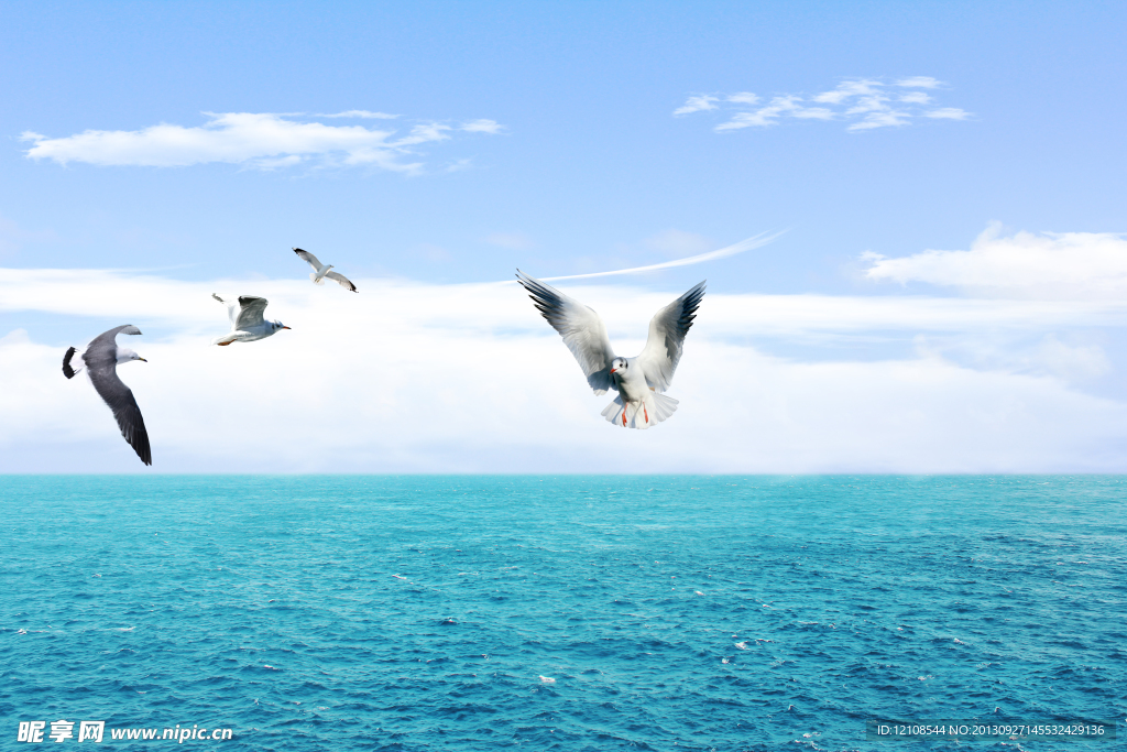 海中海鸥