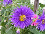 紫色菊花