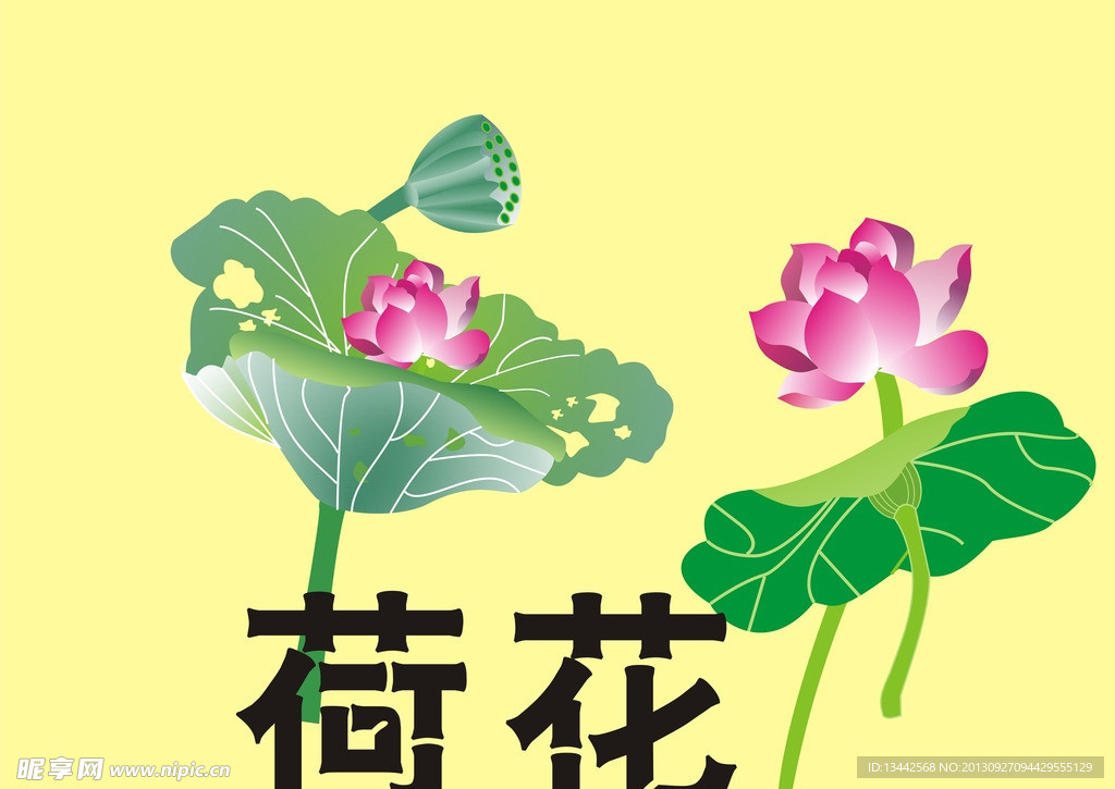 荷花