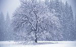 雪树