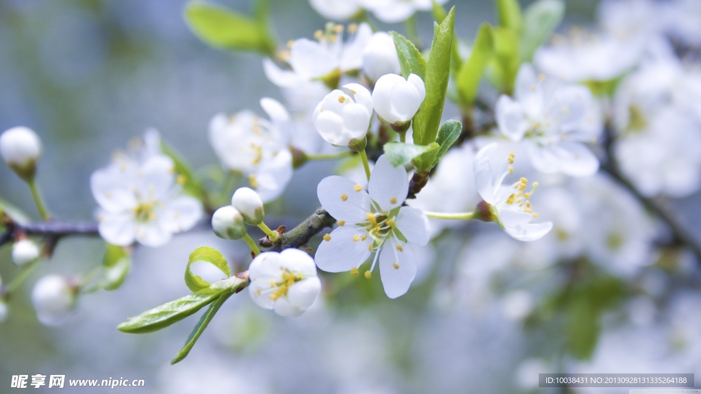 白桃花