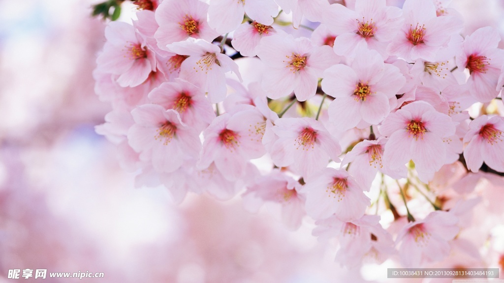 桃花