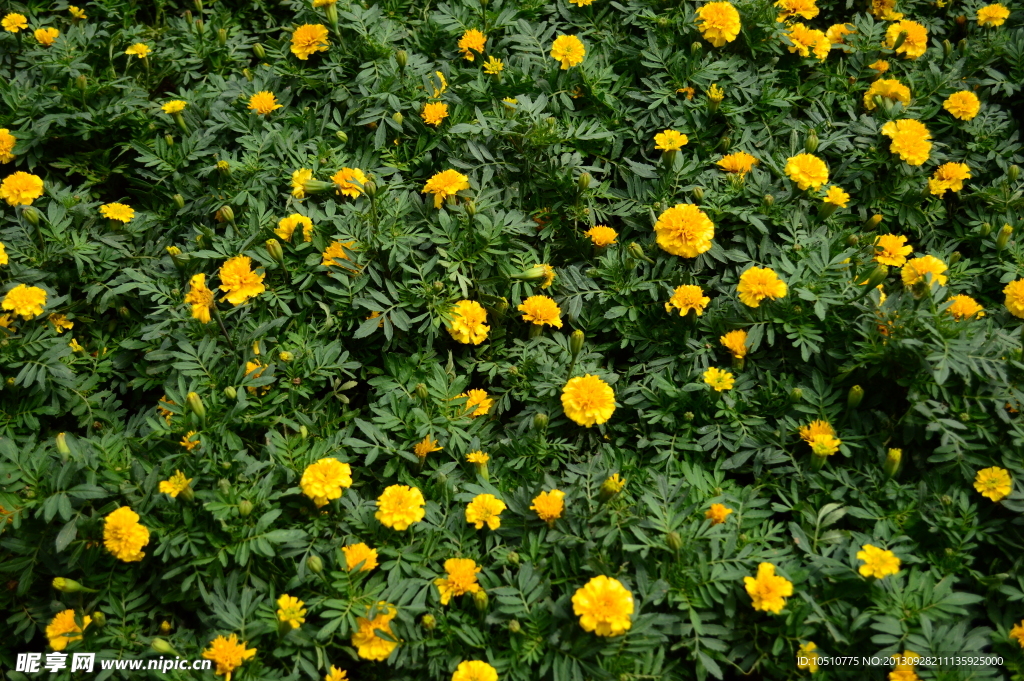 雏菊