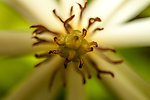 花蕊