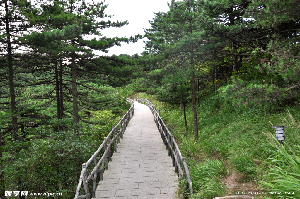 黄山 林荫道