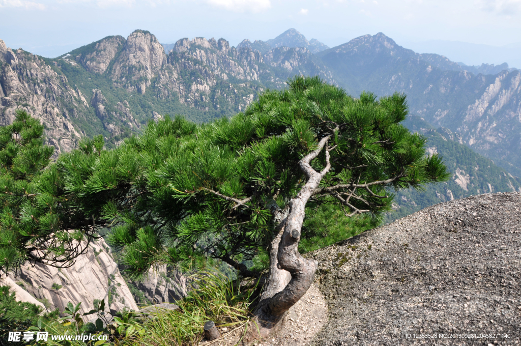 黄山 松树