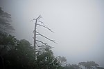 三清山古树魅影