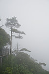 三清山古树参天