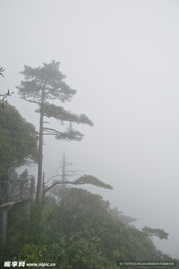 三清山古树参天