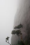 峭壁上的古树