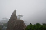 三清山奇峰怪石