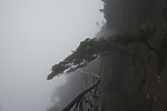 三清山古树下的栈道