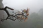 三清山古树