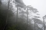 三清山古树雾影