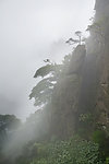 三清山 怪石古树