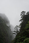 奇峰 古树