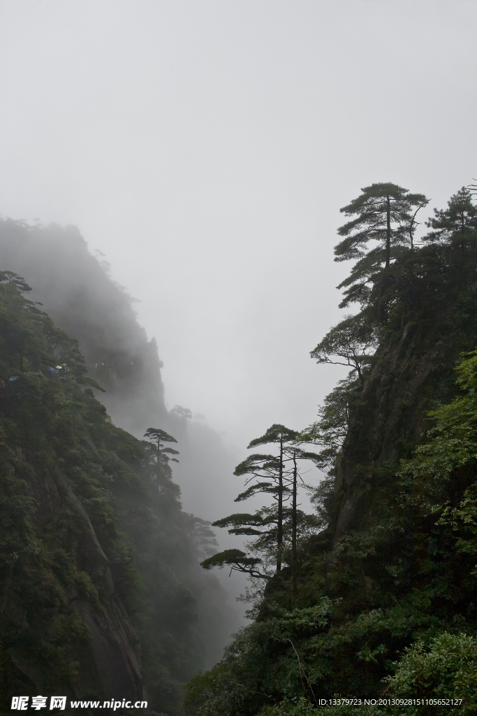 奇峰 古树