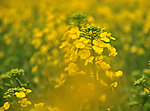 油菜花