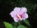 木本花