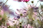 波斯菊花