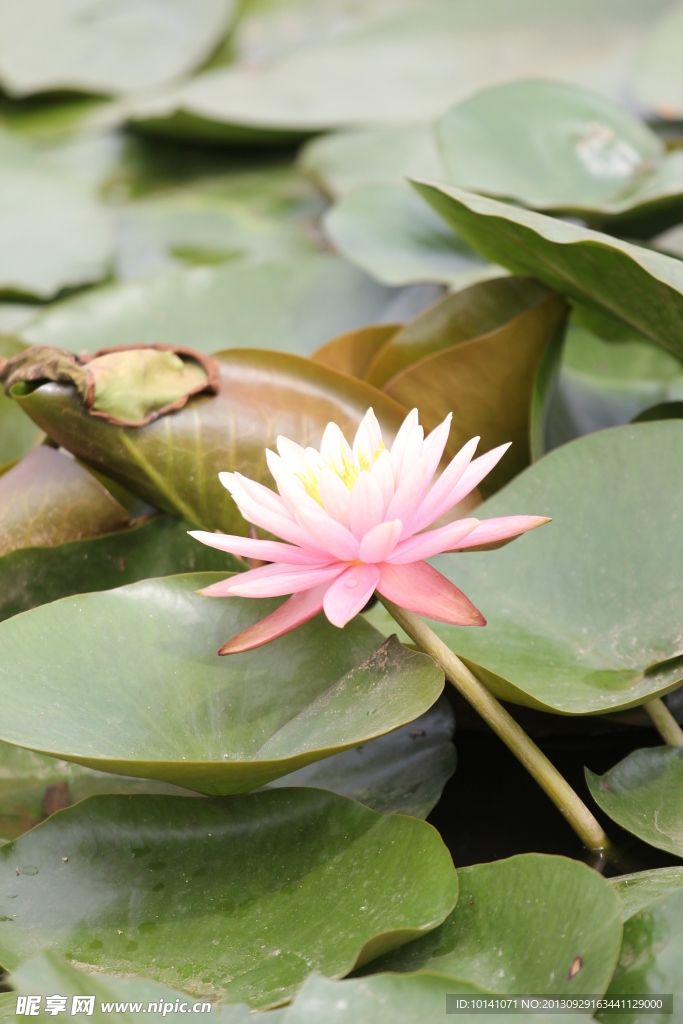 荷花 出水芙蓉