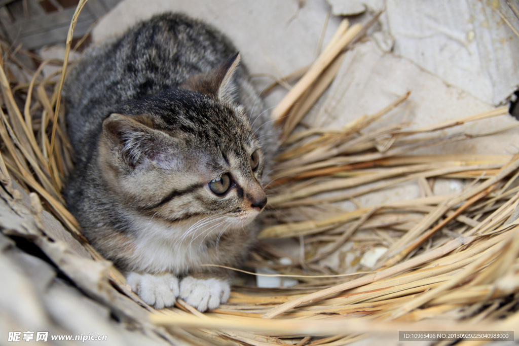 小黑猫