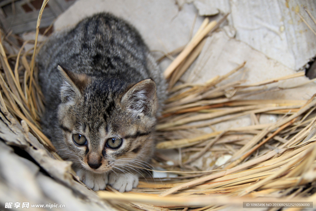 小黑猫