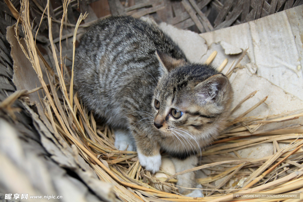小黑猫