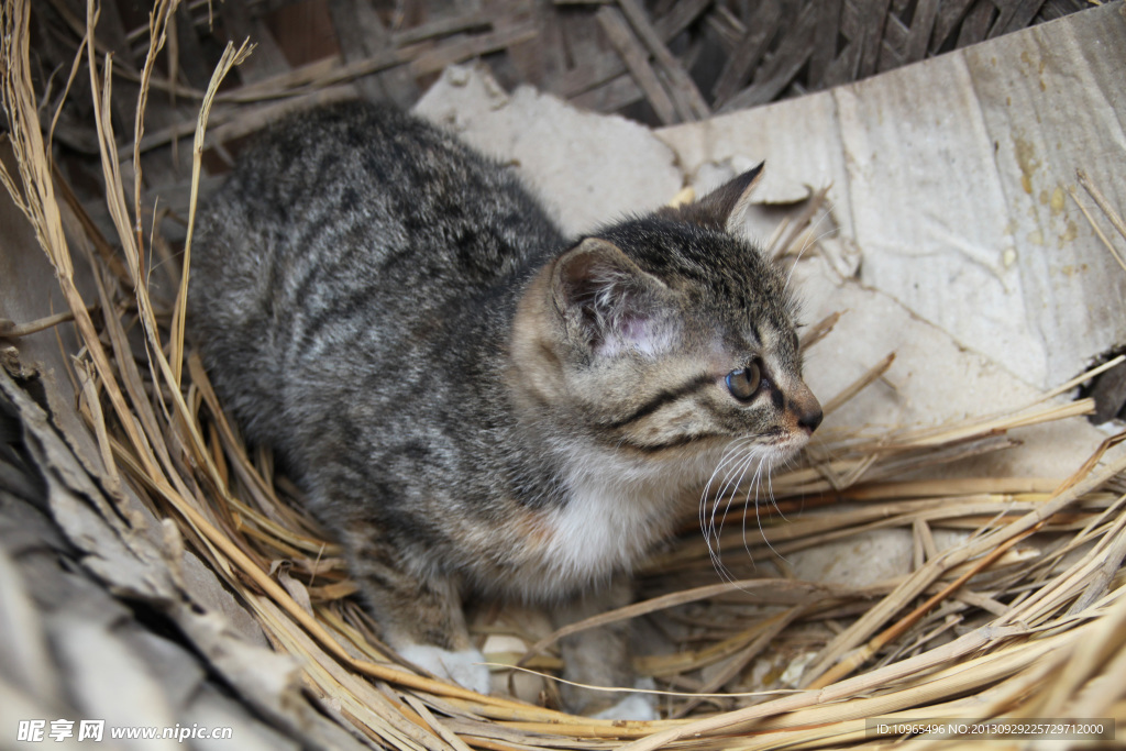 小黑猫