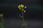 油菜花
