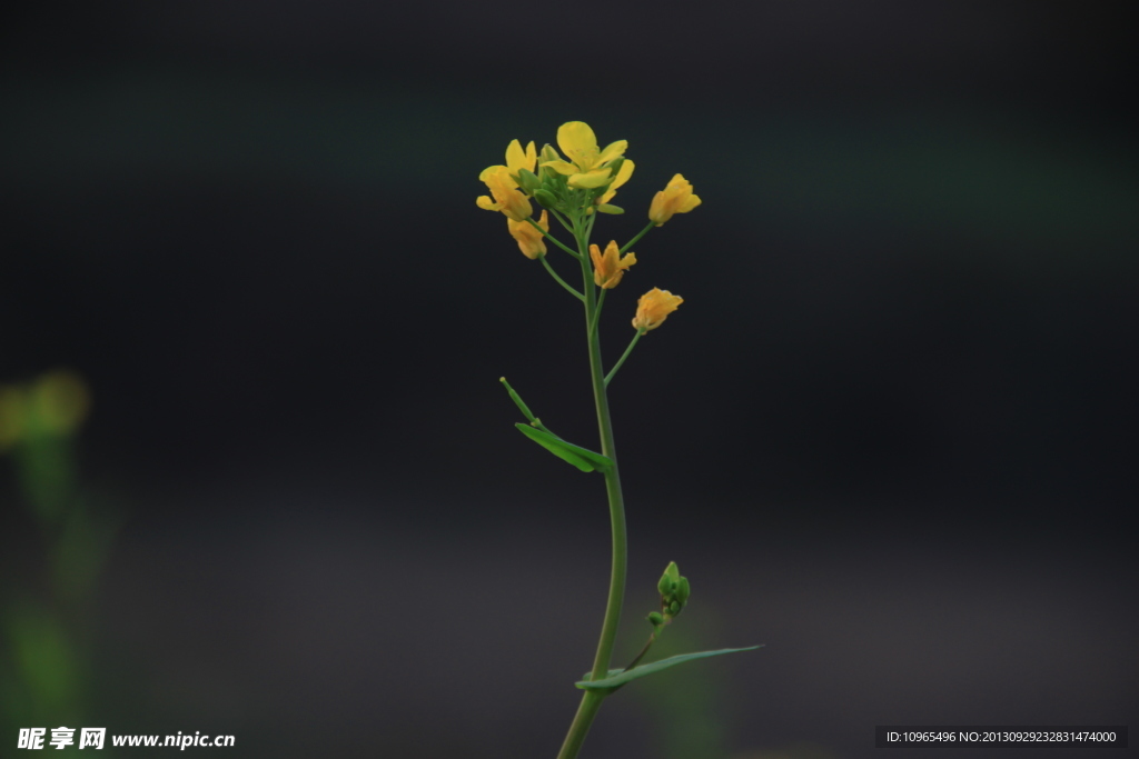 油菜花