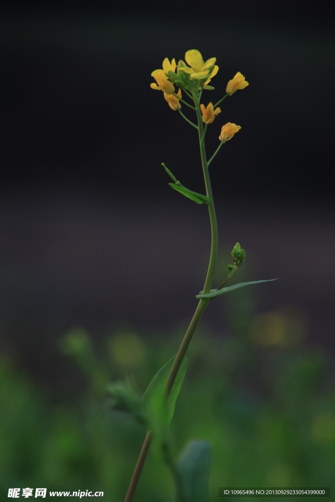 油菜花