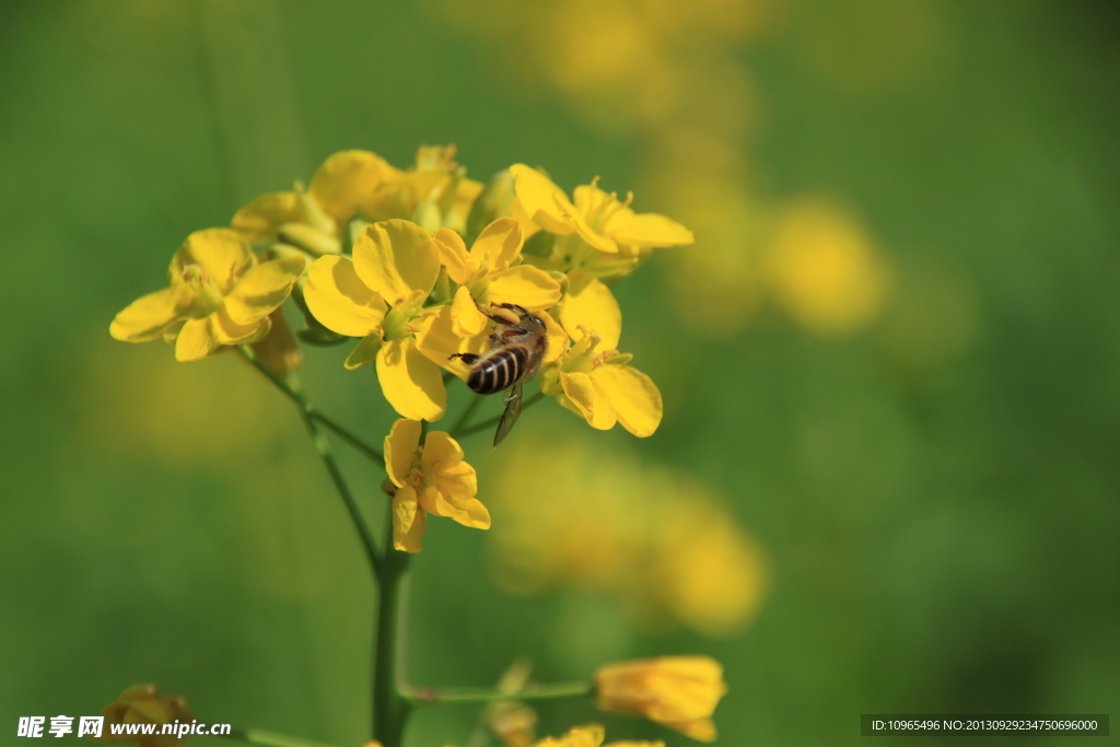 油菜花 蜜蜂