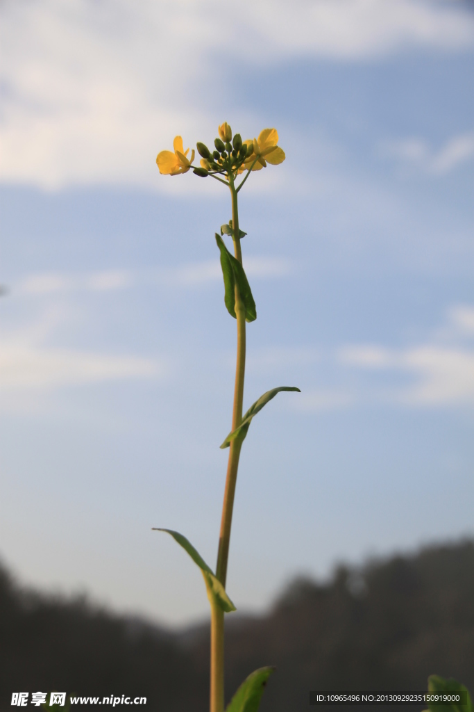 油菜花