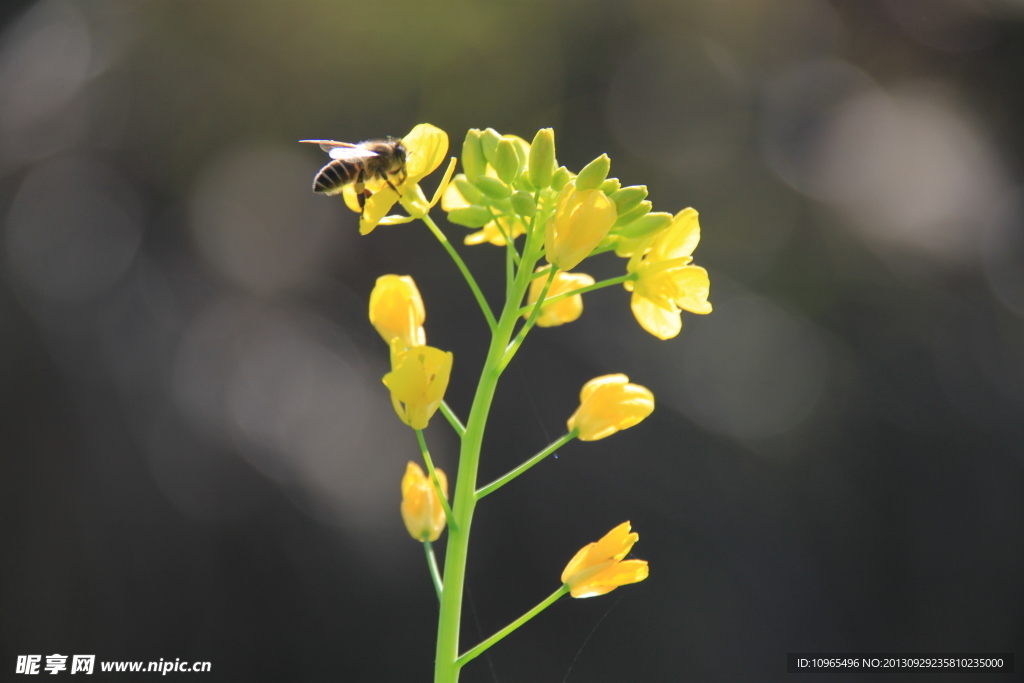 油菜花 蜜蜂