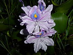 莲花