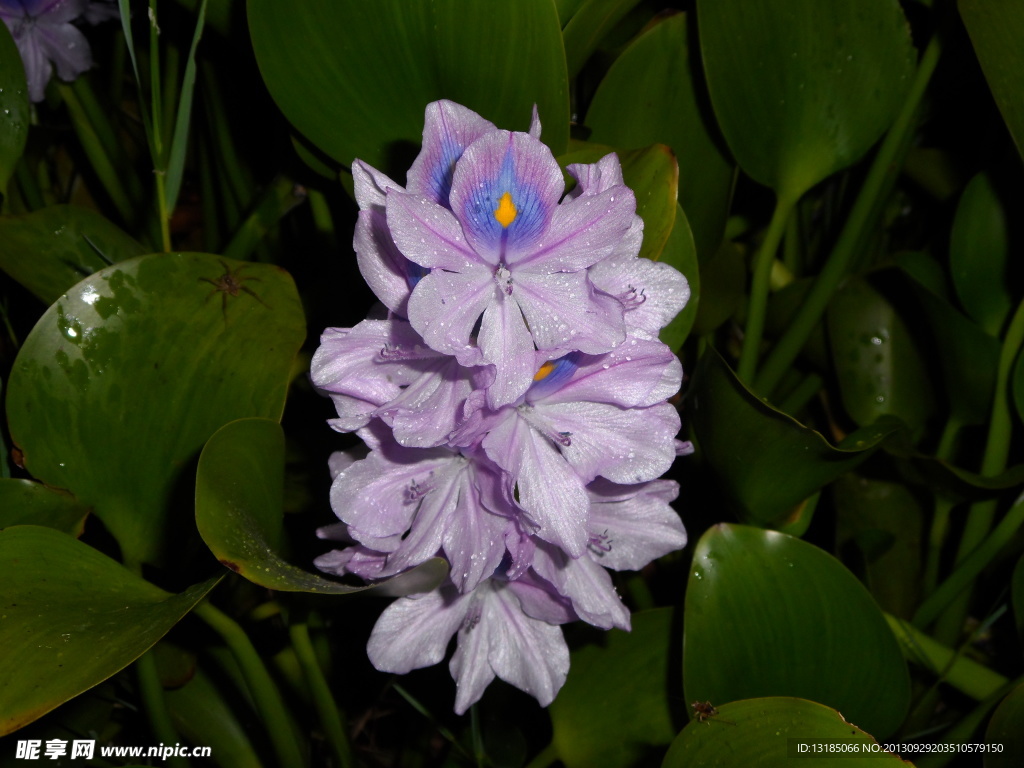 莲花
