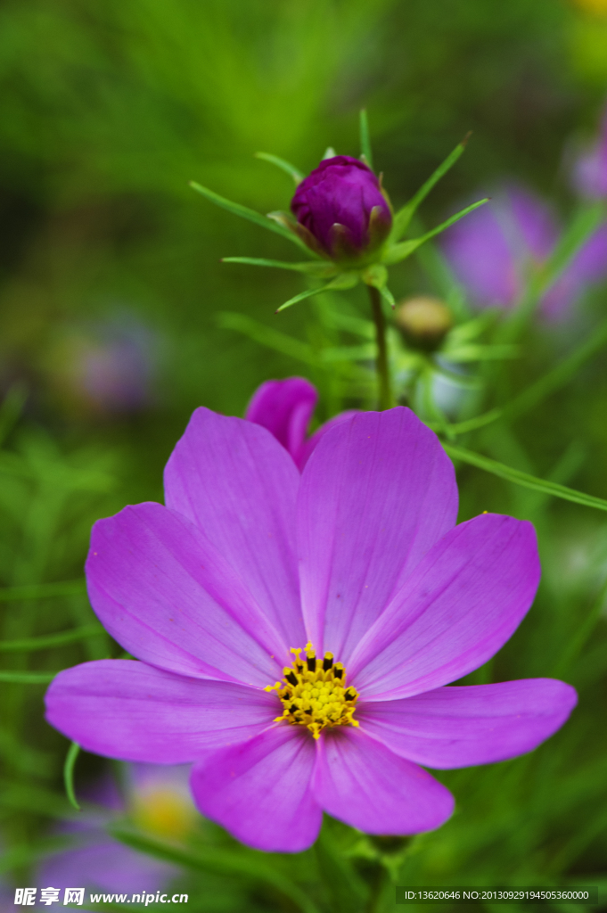 格桑花 波斯菊