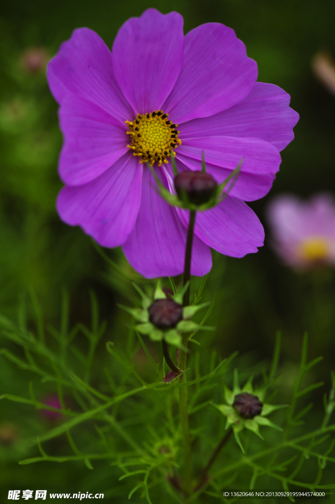 格桑花 波斯菊