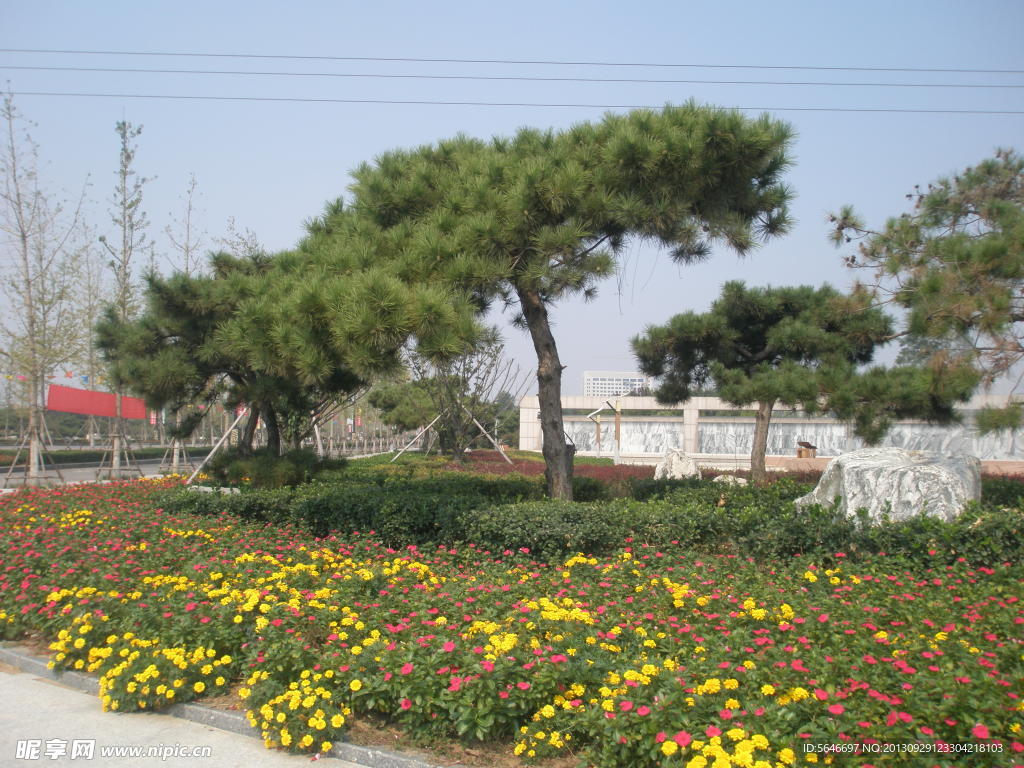 柏树
