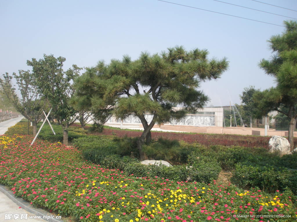 柏树