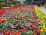 花团锦簇