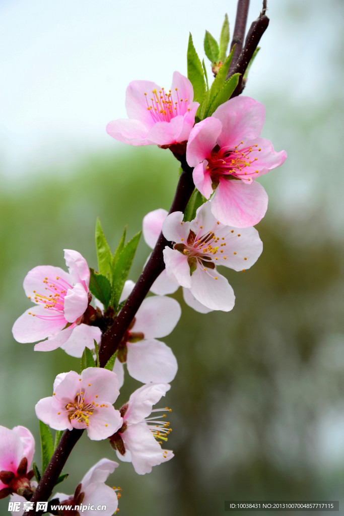 桃花