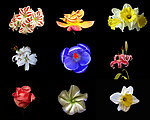 百花图