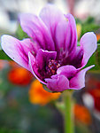 紫色的玟瑰花