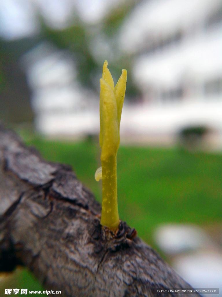 树杆上的嫩芽